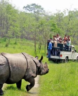 Jungle Safari