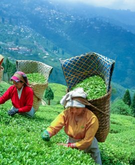 Darjeeling
